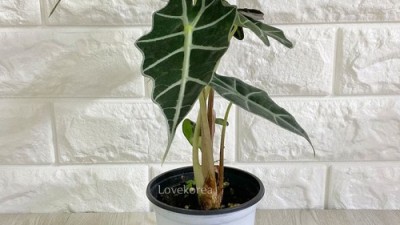 거북알로카시아🌱 득템 후기! 초보도 성공하는 꿀팁 대방출!